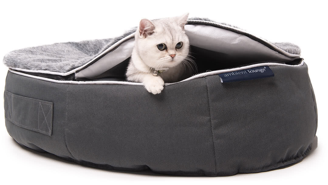 Cat emerging from bed